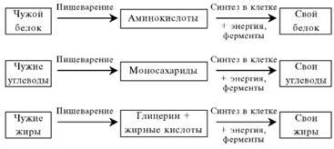 Обмен веществ у гетеротрофов