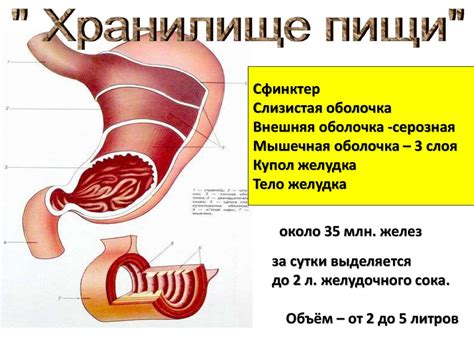 Образование газов в желудке и кишечнике