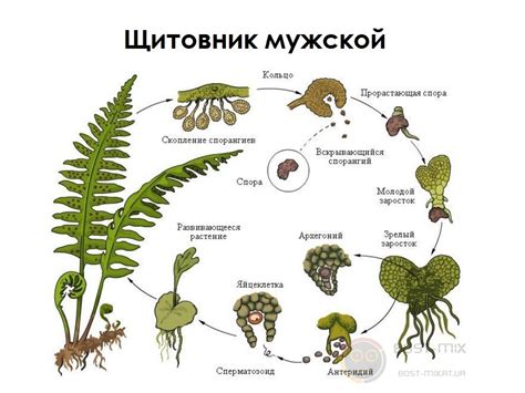 Образование спорангиев