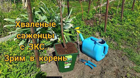 Обрезка корневой системы вишни