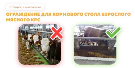 Обустройство зоны кормления гаста