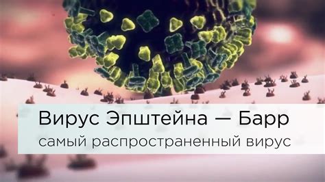 Общая информация о вирусе Эпштейна-Барр IgG