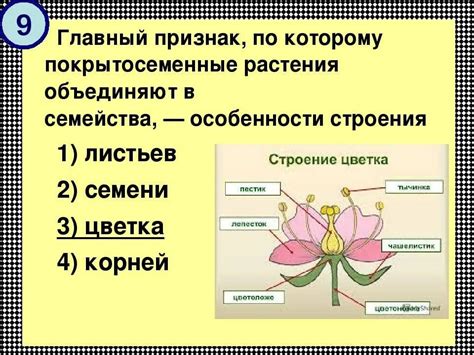 Общее рассмотрение цветка