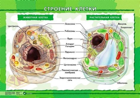 Общие черты двух типов клеток