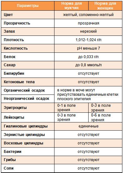 Общий анализ мочи