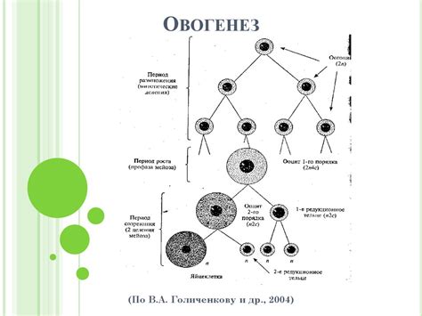 Овогенез