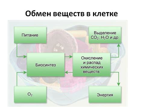 Овощи и обмен веществ