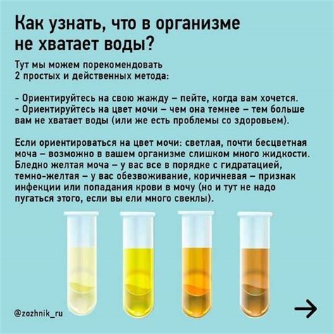 Ограничения в употреблении жидкости перед сдачей биоматериала у собак: что следует знать