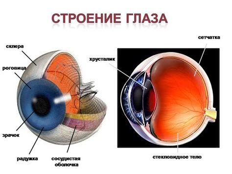 Ограничения органов зрения