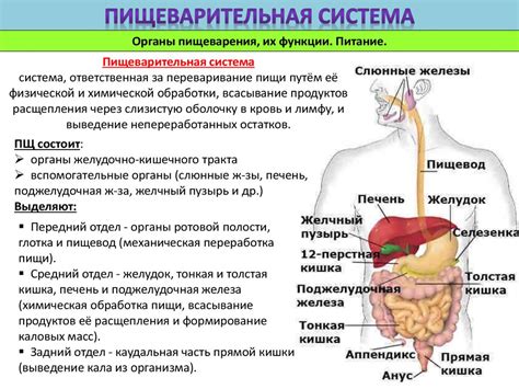 Опасность острой пищи в грудном питании