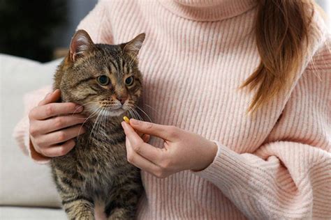 Опасность переедания зеленого горошка для кошки