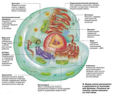 Описание, состав и строение