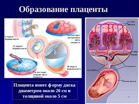 Описание плаценты 2 степени