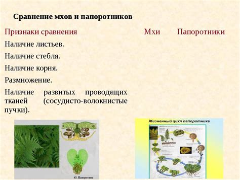 Описание репродуктивной структуры мхов