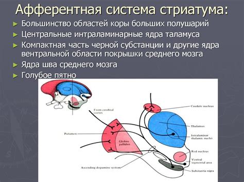 Описание экстрапирамидных нарушений