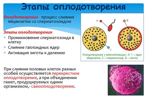 Оплодотворение