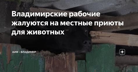 Оповестите местные приюты