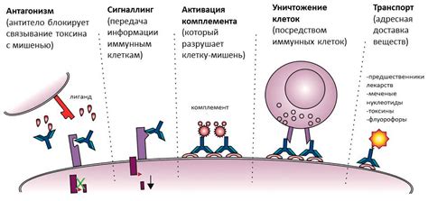 Определение антител и их роль