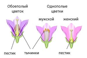 Определение вида цветка