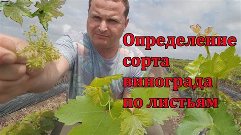 Определение сортов винограда