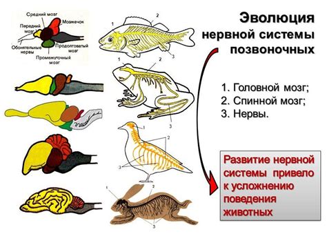 Определение типа мозгов