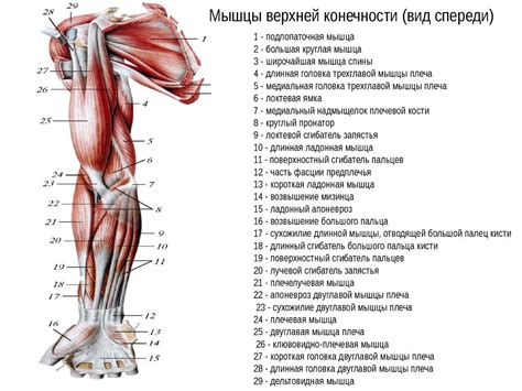 Оптимальное количество повторений для развития трехглавой мышцы верхних конечностей