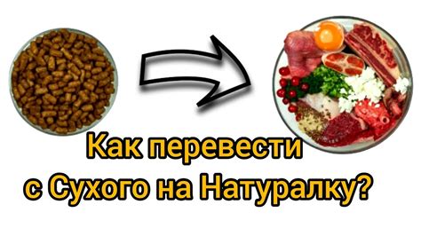 Оптимальное питание котенка сырым мясом: частота и размер порций