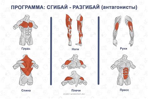 Оптимальное распределение тренировок на разные группы мышц: плюсы и минусы