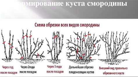 Оптимальные сроки и условия обрезки кустов смородины