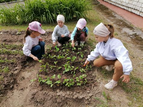 Организация россыпи на огороде