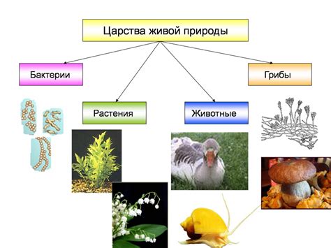 Организмы в природе