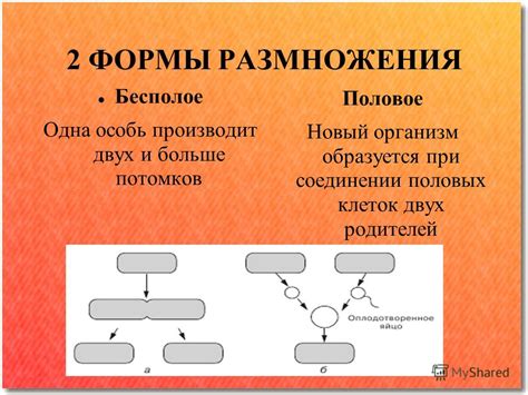 Организм и особь: взаимосвязь