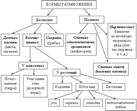 Организм и особь: различия