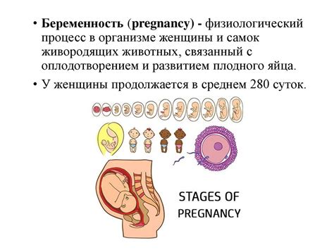 Органы, необходимые для зачатия и развития плода