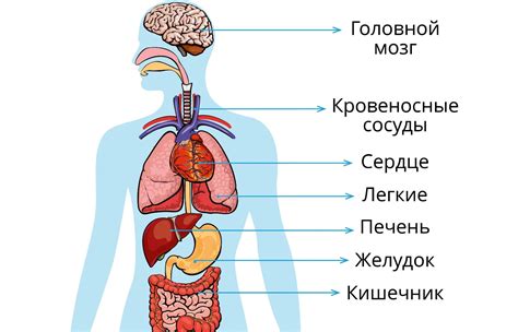 Органы Человека-паука: как они функционируют