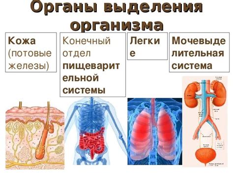 Органы и их функции