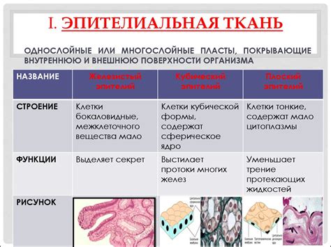 Органы и ткани