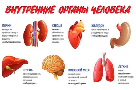 Органы как часть системы