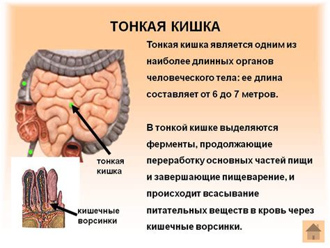 Органы питания и выделения