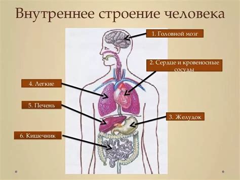 Органы человека как товары: сложности и вызовы