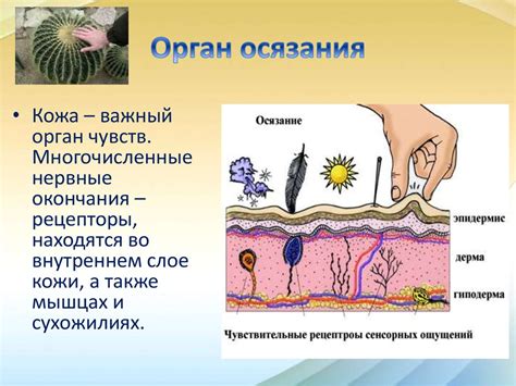 Орган осязания: колющие и пищеводные перионыки