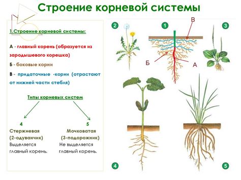 Ослабление корневой системы растения