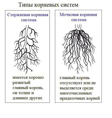 Осмотрите корни и стебель растения