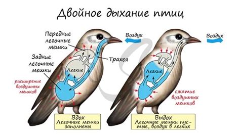 Осмотр поведения птиц и морских животных