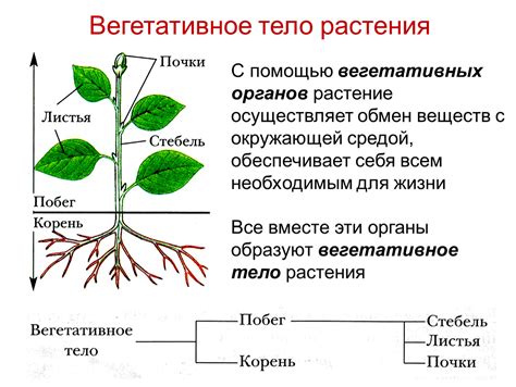 Основа для размножения