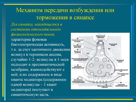 Основной механизм передачи сигналов: уникальное явление нервного импульса