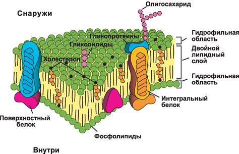 Основные компоненты и значимость комплексных структур в сухом молоке