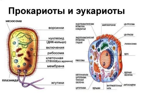 Основные отличия от новой клетки