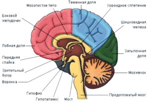 Основные принципы механизма сохранения информации в структуре мозга