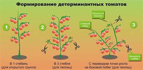 Основные принципы формирования куста